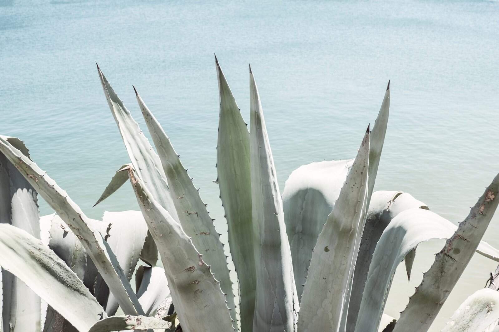 Natural Sunburn Treatment: 5 Powerful Plant Extracts for Fast Relief & Healing