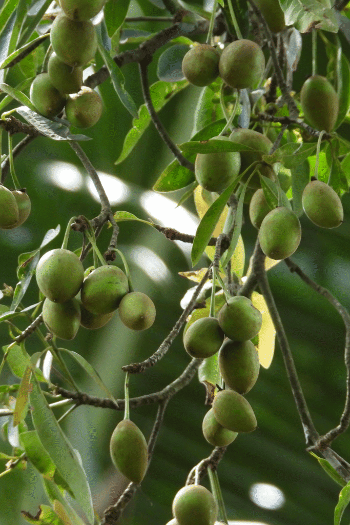 Green nuts of the Calophyllum inophyllum tamanu tree hanging from branches, the tropical botanical source of tamanu oil used as a natural sunburn treatment and UV-protective skin remedy