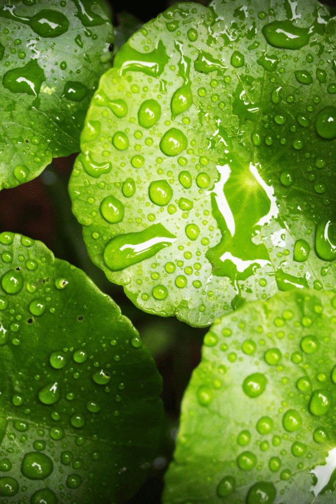 Close-up of fresh Centella Asiatica leaves covered in water droplets, showcasing the medicinal herb used in natural sunburn treatment to accelerate skin healing and reduce UV-induced inflammation