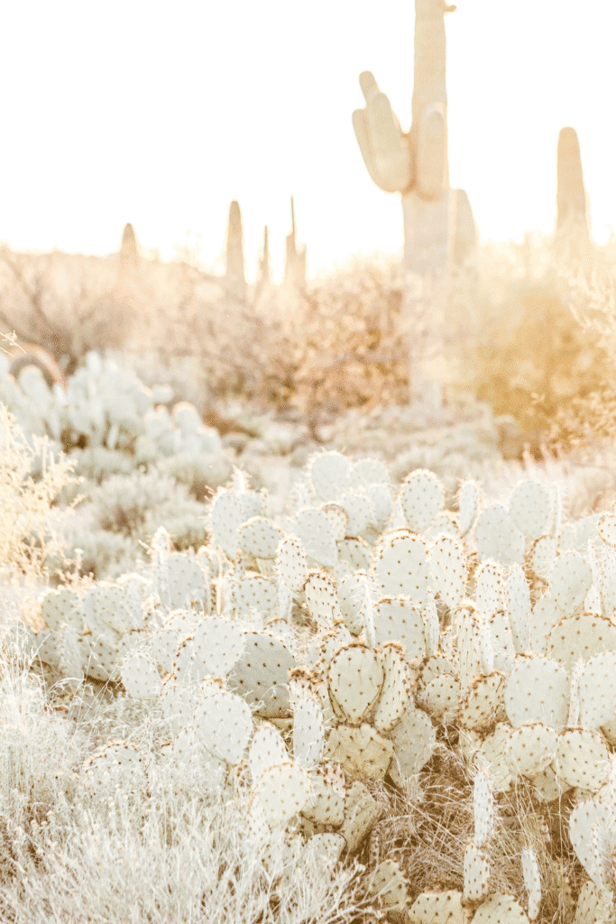 Close-up of pink and green cactus stems against a white background, representing the plant-based polyphenol defense systems that inspired natural photoprotective substances like Polypodium leucotomos extract
