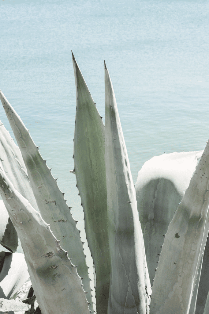 Large agave plant with thick fleshy leaves growing by the ocean, representing succulent plants like aloe vera used as natural sunburn treatment for their powerful soothing and anti-inflammatory properties