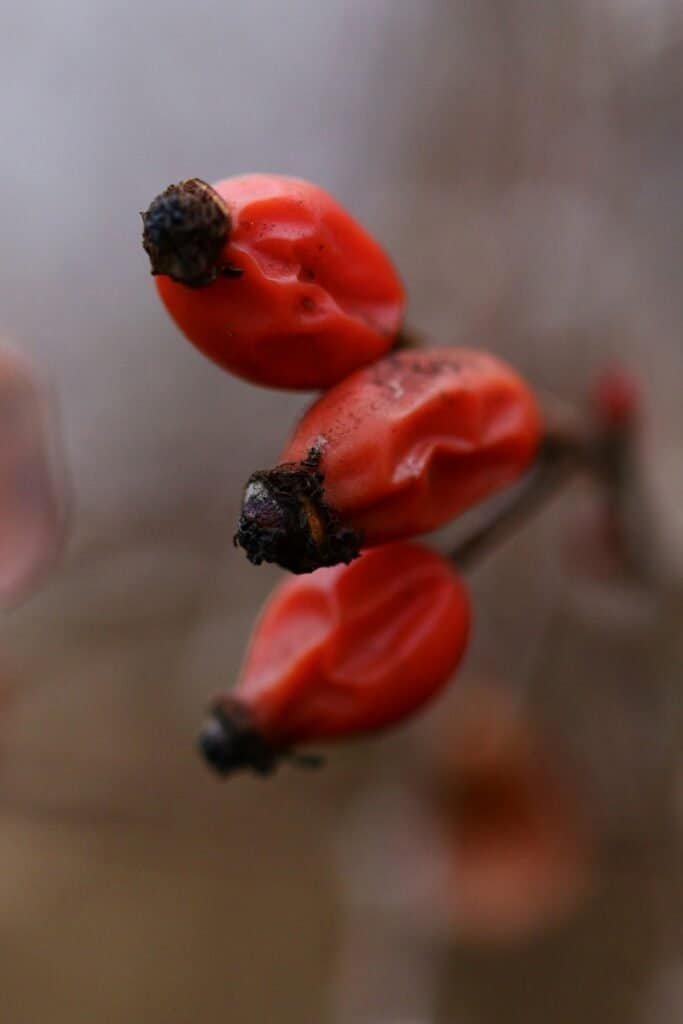 Macro close-up of three red rosehips on a bare branch, representing the wild rose plant whose seeds yield rosehip oil — a key ingredient in the DIY natural sunburn treatment healing serum