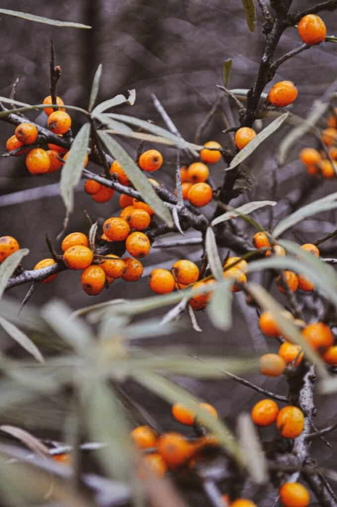 Sea buckthorn berries and silver-green leaves on dark branches, highlighting the Hippophae rhamnoides plant whose omega-7 rich oil accelerates natural sunburn healing and skin barrier restoration