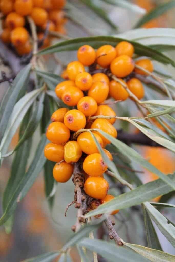 Bright orange sea buckthorn berries clustered on a branch with silver-green leaves, the carotenoid-rich plant source of sea buckthorn oil used for natural sunburn relief and UV-damaged skin repair