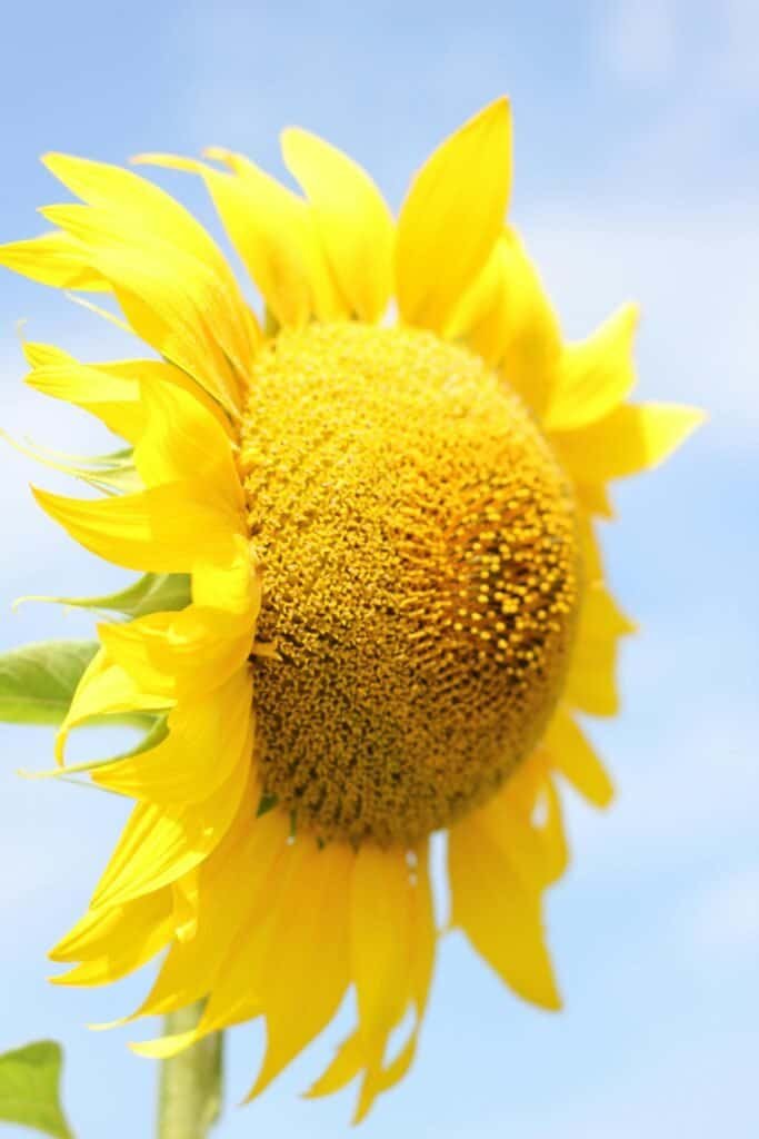 Bright yellow sunflower against a clear blue sky, symbolizing the relationship between sun exposure, UV radiation, and the skin's natural melanin-based photoprotection across different skin phototypes