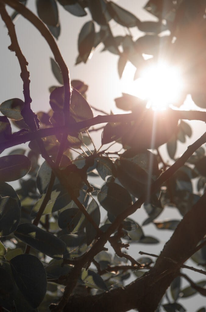 Bright sunlight filtering through green tree branches and leaves, illustrating the importance of monitoring UV index levels and using natural shade as part of a personalized sun protection strategy