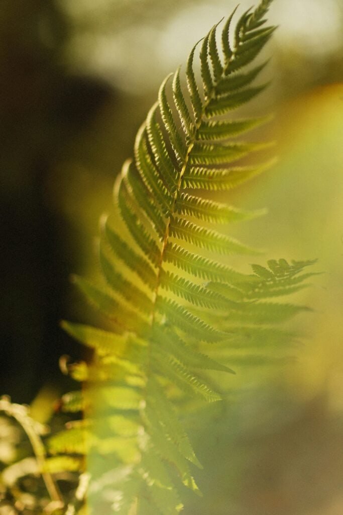 Close-up of Polypodium leucotomos fern frond showing delicate leaflets and natural structure used in photoprotective supplements
