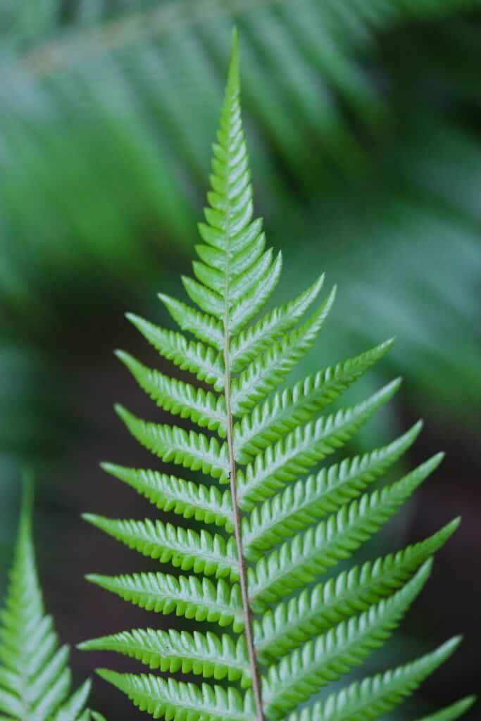 Single vibrant green Polypodium fern frond showing the botanical source of dermatologist-recommended photoprotective extract