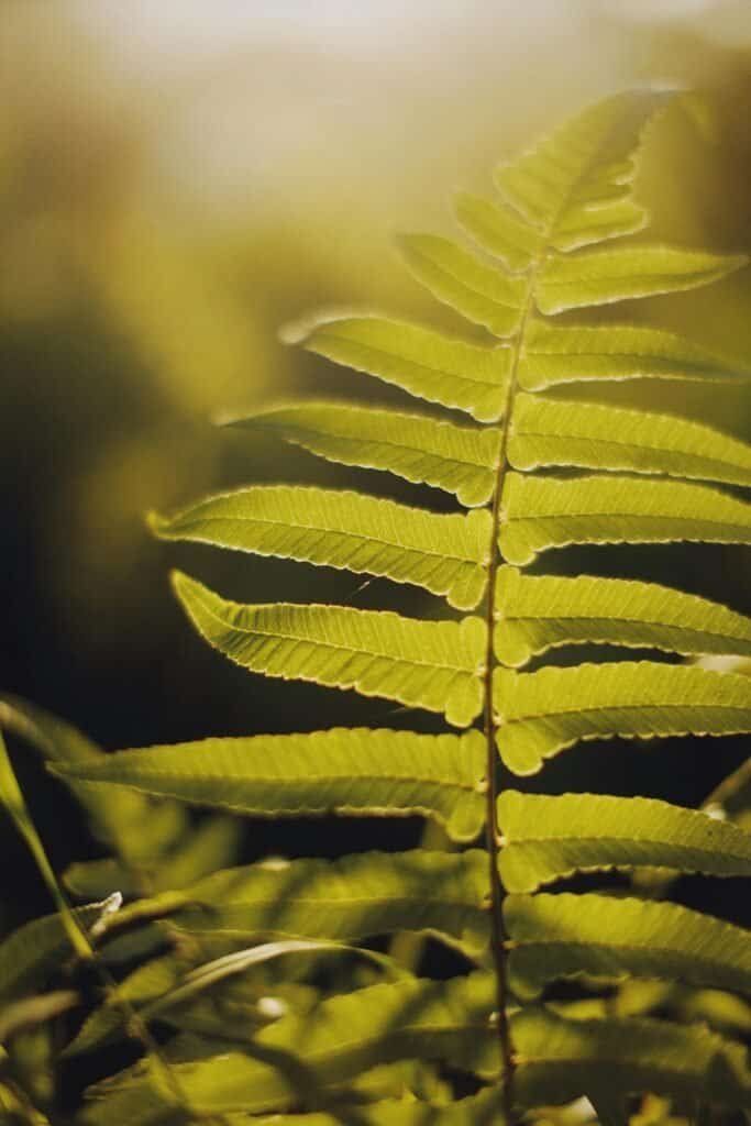Detailed view of tropical fern leaf illustrating Polypodium leucotomos plant source for skin protection extract