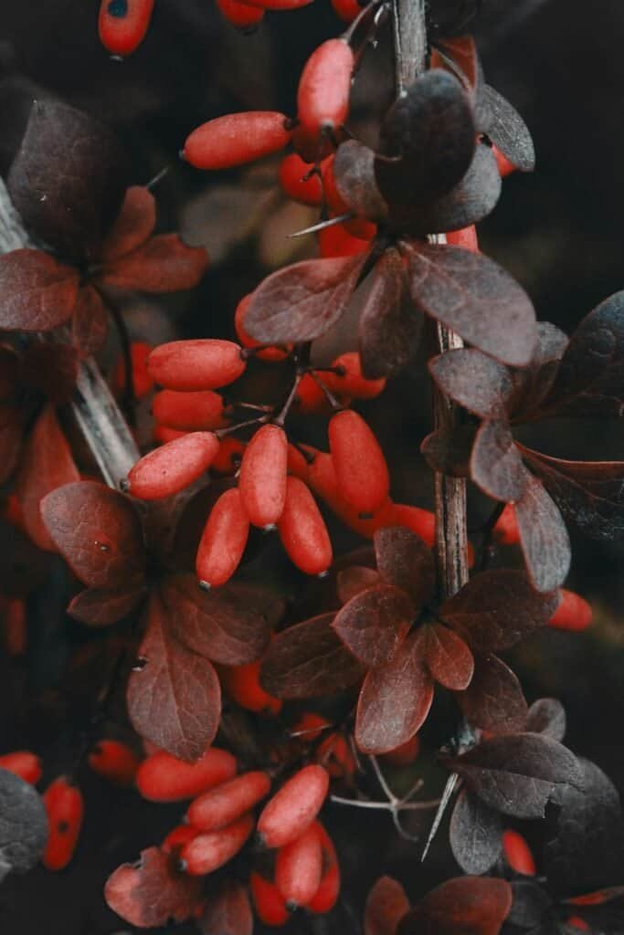 Close-up of bright red barberry berries with dark purple leaves on branches, representing the Berberis plant family from which berberine is extracted for natural acne treatment