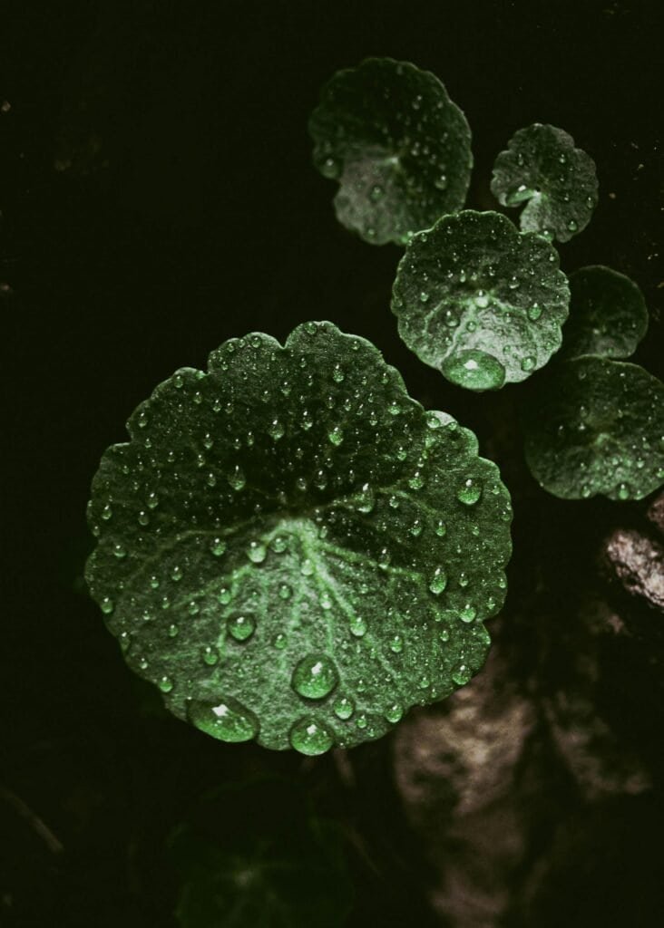 Macro photograph of round Centella asiatica leaves covered in water droplets on a dark background, representing the madecassoside-rich plant used for acne inflammation and skin barrier repair