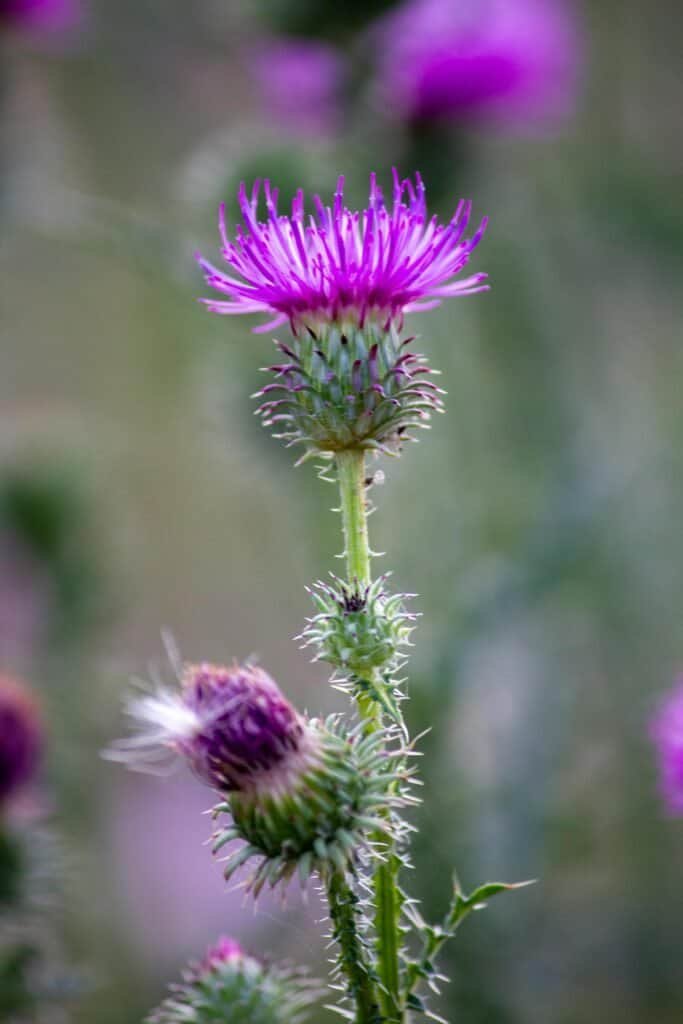 Purple milk thistle flower in bloom against a soft green bokeh background, representing Silybum marianum — the source of silymarin extract used for sebum regulation in acne-prone skin