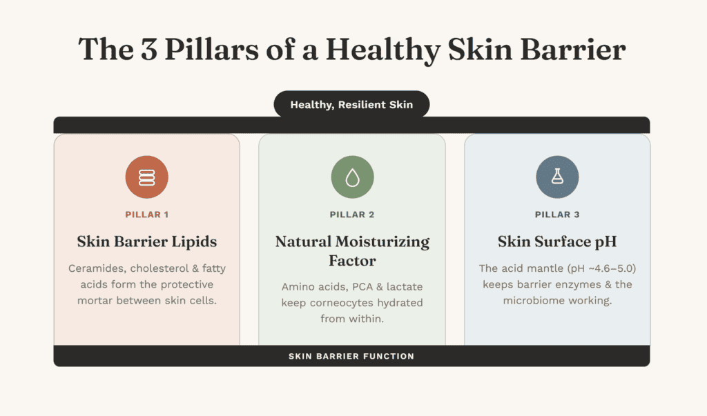 Diagram showing the three pillars of skin barrier health: lipids, natural moisturizing factor, and skin surface pH