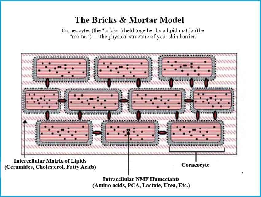 Bricks and mortar model of the skin barrier showing corneocytes surrounded by intercellular lipids and NMF